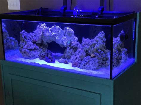 All content here is available for continued discussion at the new forums. . 40 gallon breeder reef build